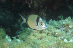 Diplodus vulgaris