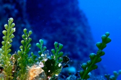 Caulerpa cylindrcea