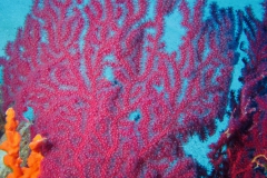 Paramuricea clavata