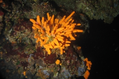 Axinella