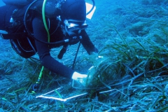 Monitoring posidonije